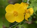 Stylophorum Diphyllum